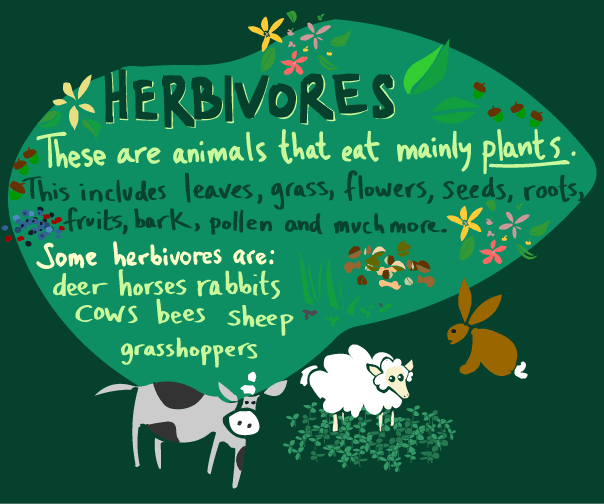 Carnivores, Herbivores & Omnivores - Ms. W's Wild Ride through 2nd grade!